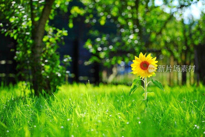 向日葵和绿草