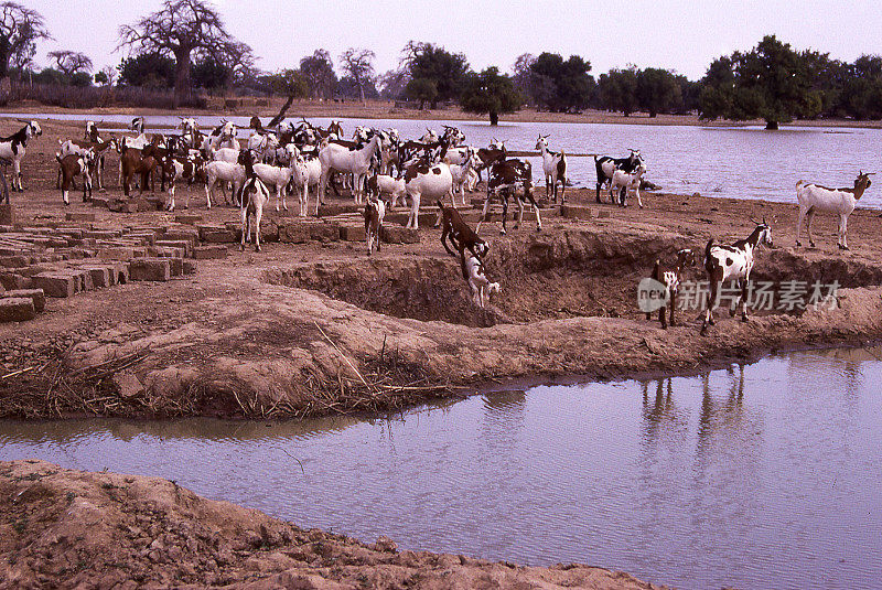 西非布基纳法索萨赫勒水坑绵羊山羊