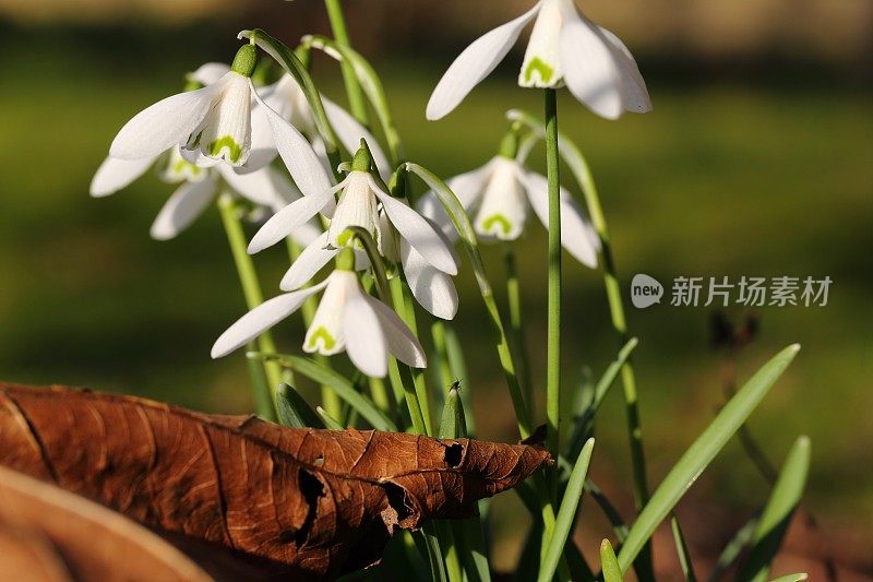 雪花莲