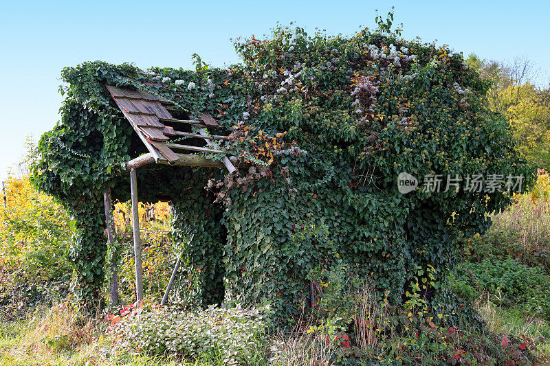 葡萄园里杂草丛生的小屋