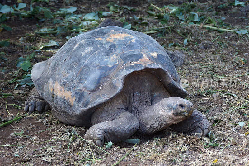 加拉帕戈斯tortoise