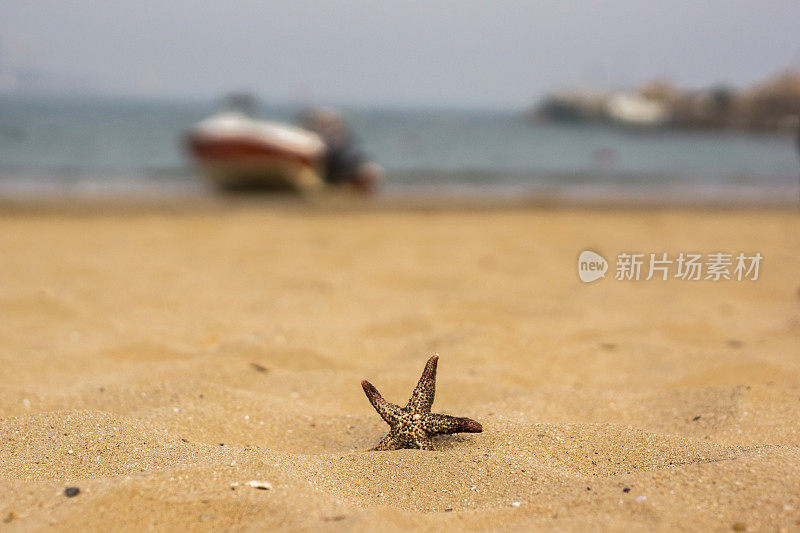 海滩上的海星