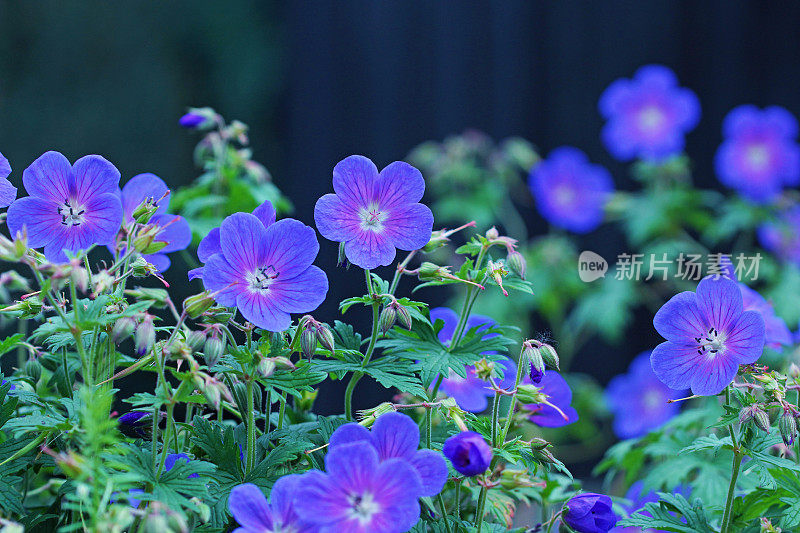 紫花植物野外特写