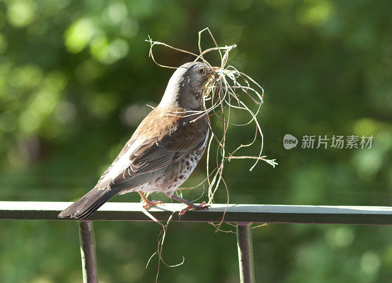 画眉鸟筑巢