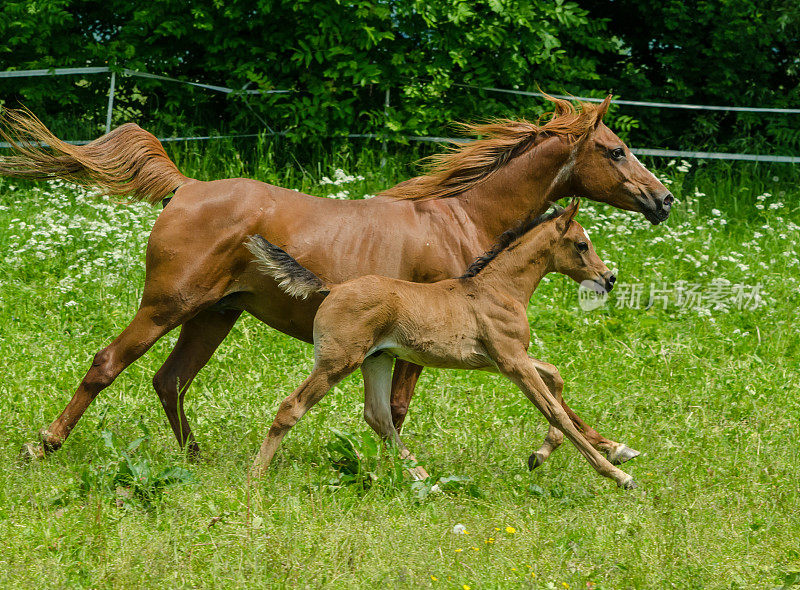 阿拉伯马爱-小马驹和母亲在草地上