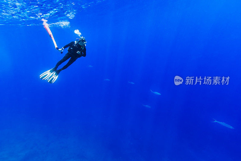 潜水员拿着装饰标志在水面附近观察经过的金枪鱼