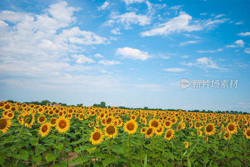 向日葵田