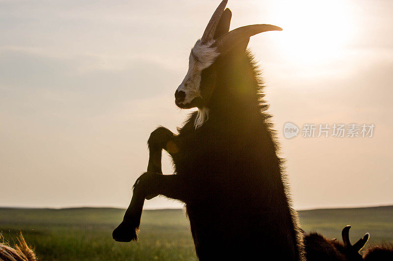 蒙古:山羊顶着头