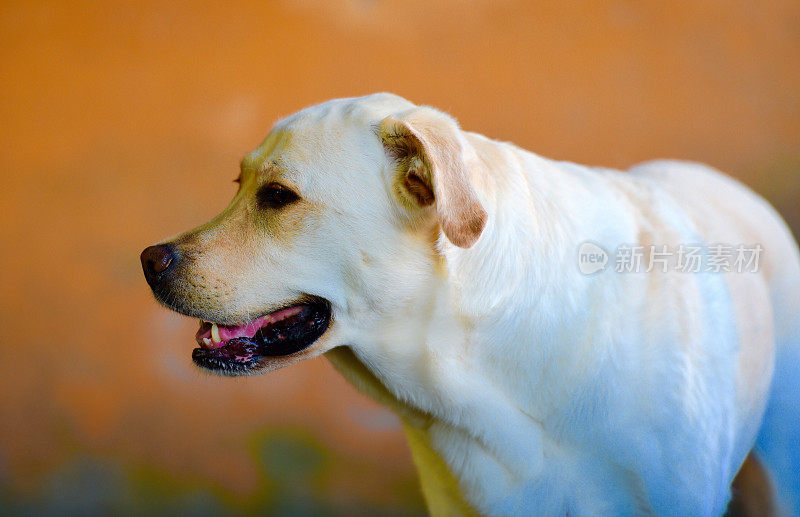 拉布拉多寻回犬