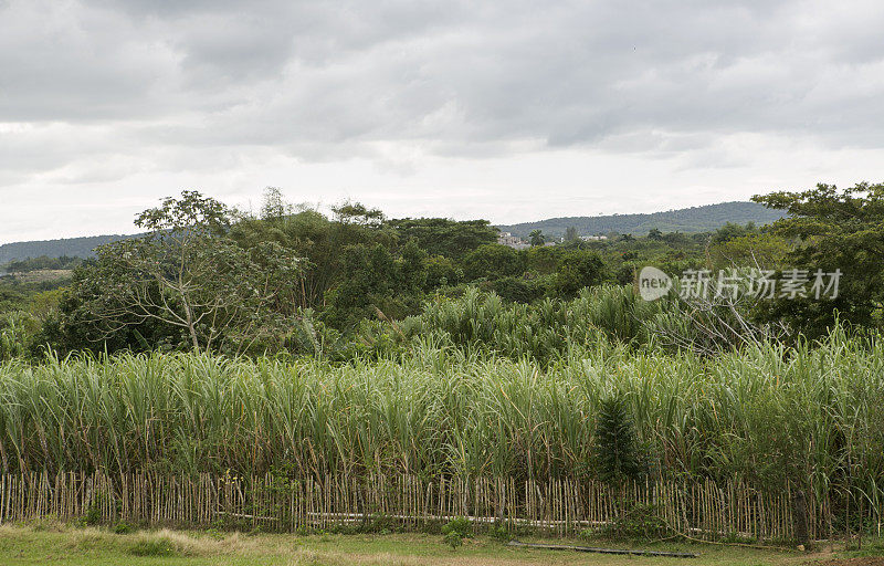古巴特立尼达伊兹纳加的甘蔗田