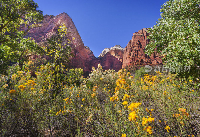 锡安国家公园和Rabbitbrush