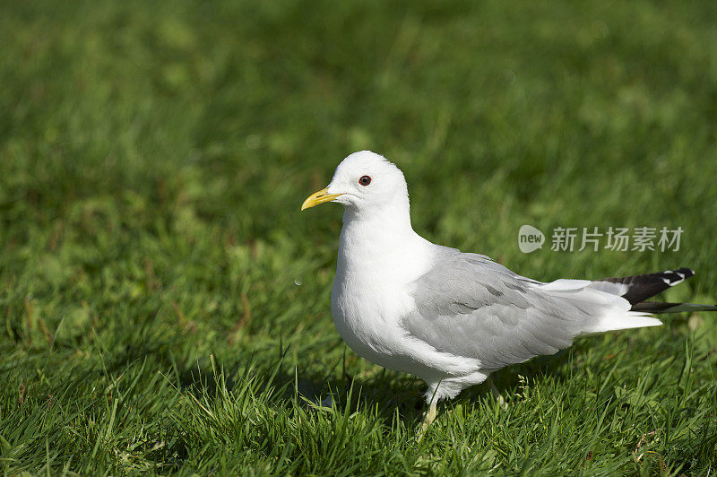 夏天，海鸥站在新鲜的绿草地上