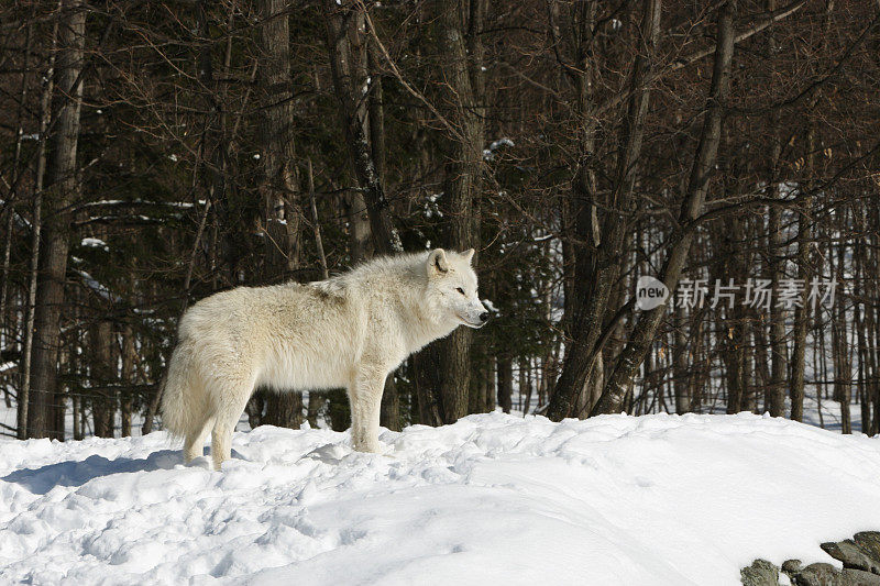 孤独的北极狼在雪