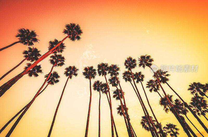 洛杉矶威尼斯海滩上的热带棕榈树