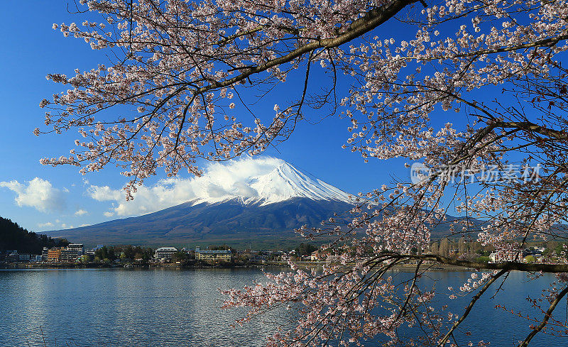 富士山和川口湖上的樱花