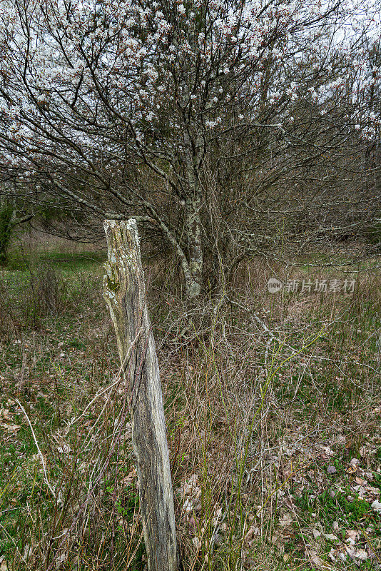 古老的篱笆和田野里的一棵老树