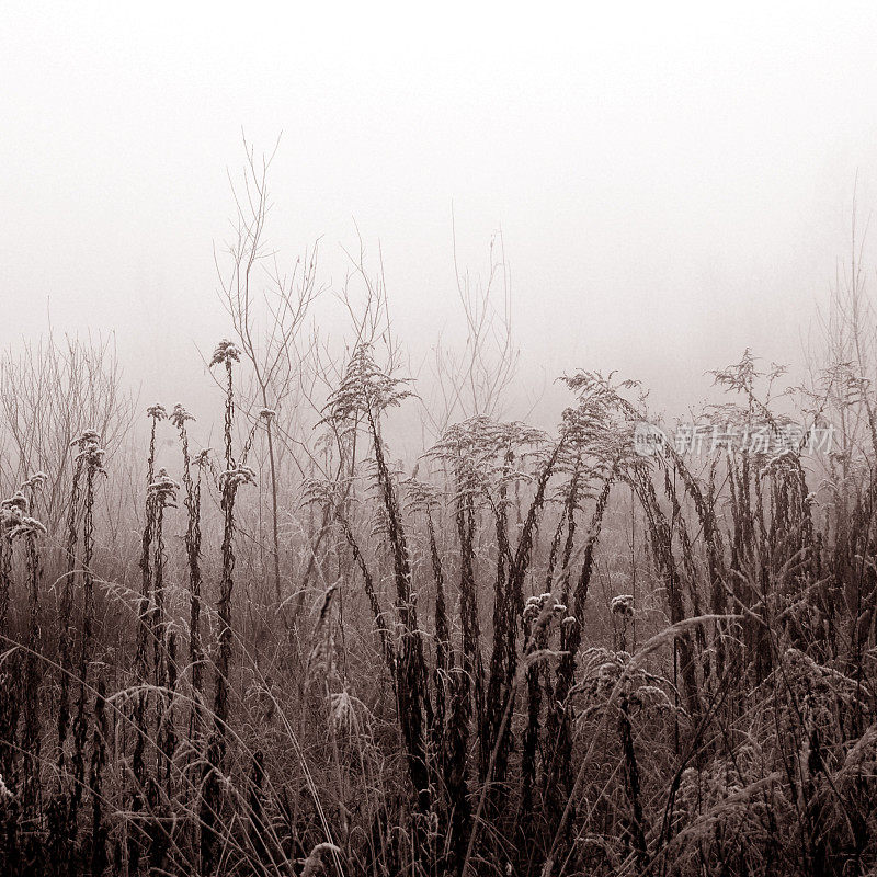 11月一个寒冷多雾的日子里，植物上覆盖着一层雾凇