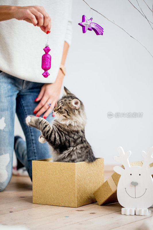西伯利亚猫幼崽与圣诞装饰玩耍