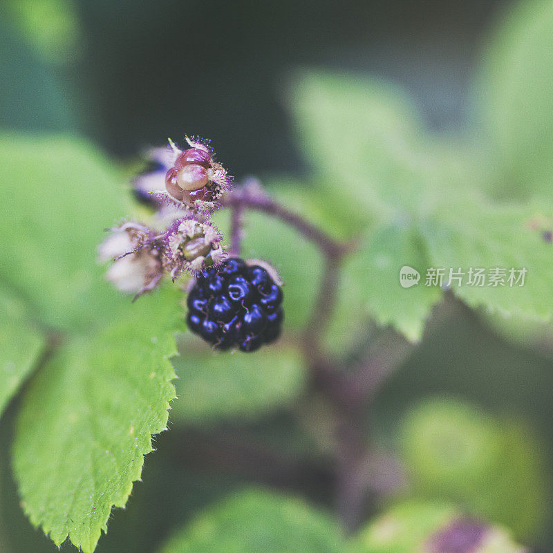 野生黑莓