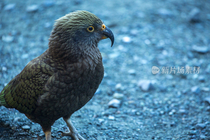 Kea，高山鹦鹉，产自新西兰