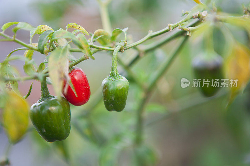 植物上的鲜辣椒。