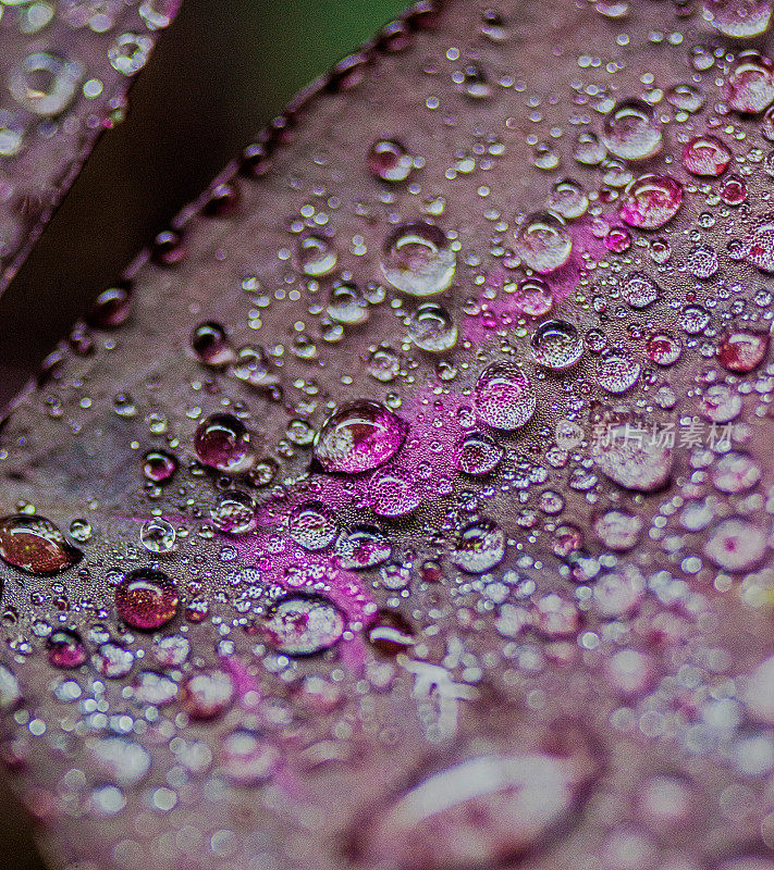 雨滴落在树叶上