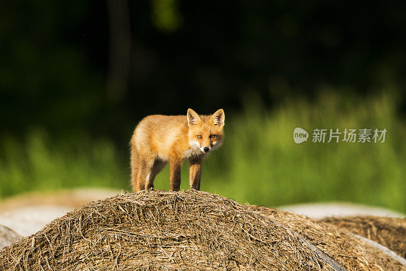 红狐狸在圆圆的干草捆上
