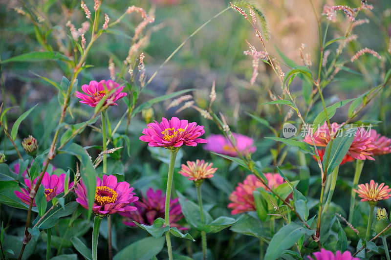 Zinnia在草