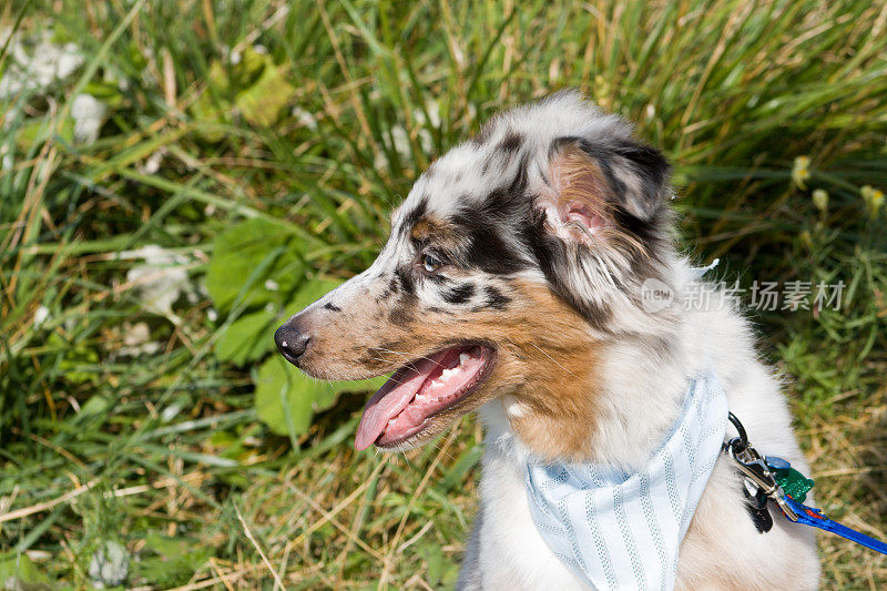 澳大利亚牧羊犬侧视图