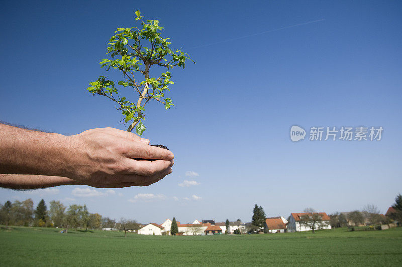 种植一棵树