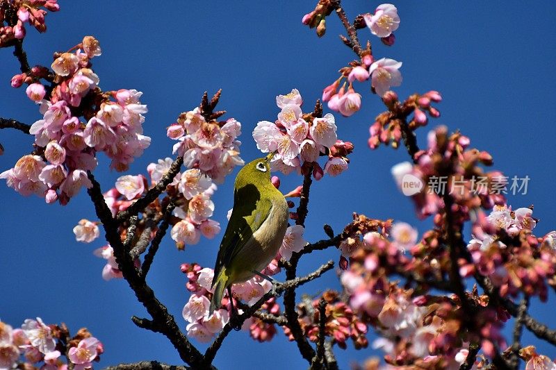 樱花和日本白眼睛