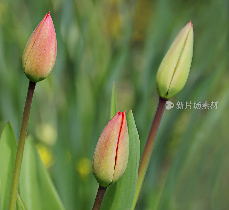 郁金香在萌芽状态