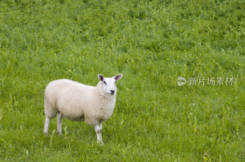 爱尔兰风景中的绵羊