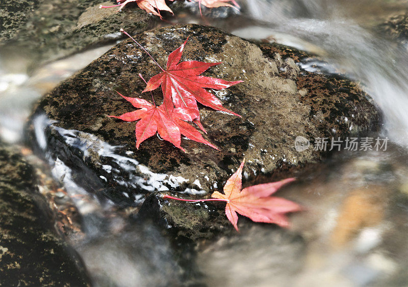 秋日枫叶流水