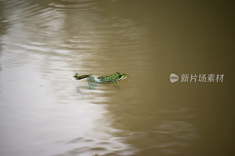 死水里的一只青蛙