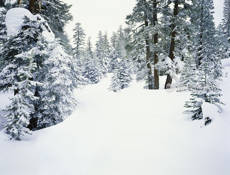 在加州的冬天，松树覆盖着厚厚的白雪