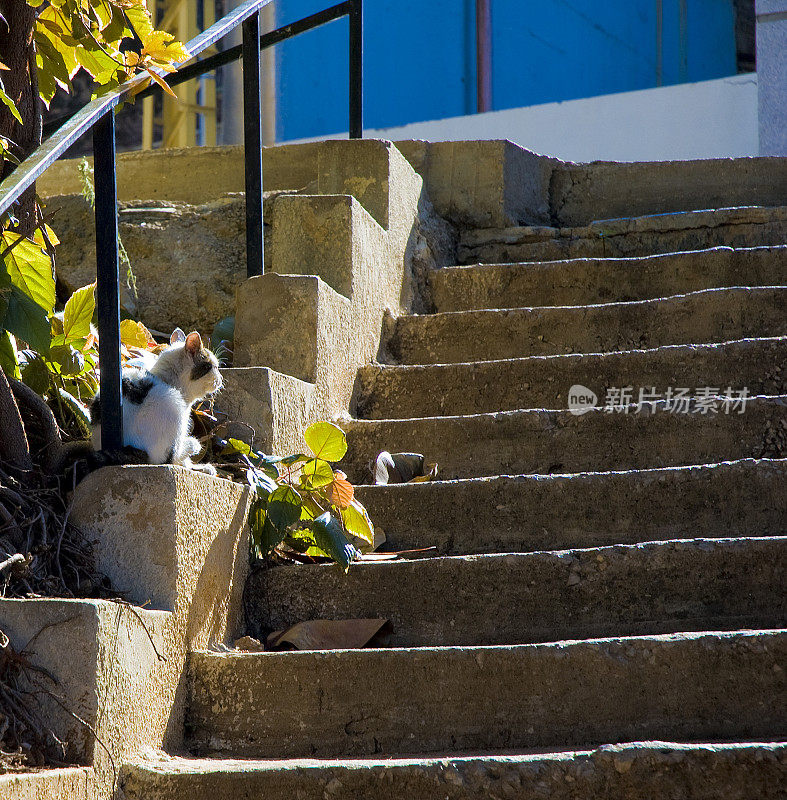 贝鲁特的猫