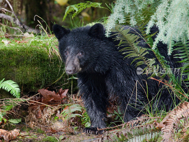害羞的黑熊幼崽-温哥华岛雨林