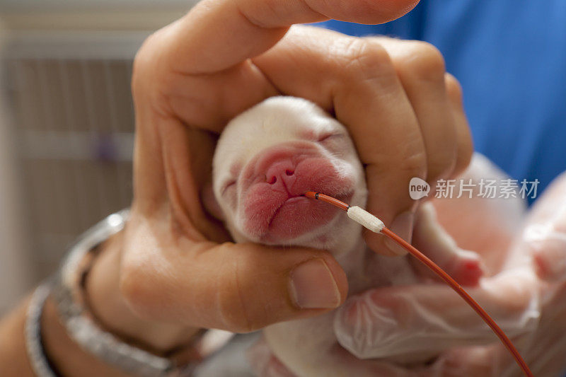 刚出生的法国斗牛犬幼仔带着喂食管