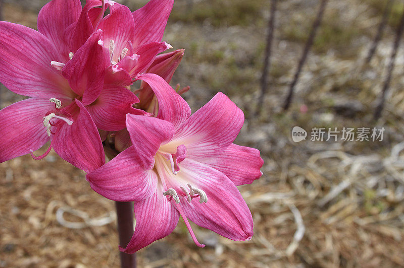 一簇孤挺花“裸女士”花