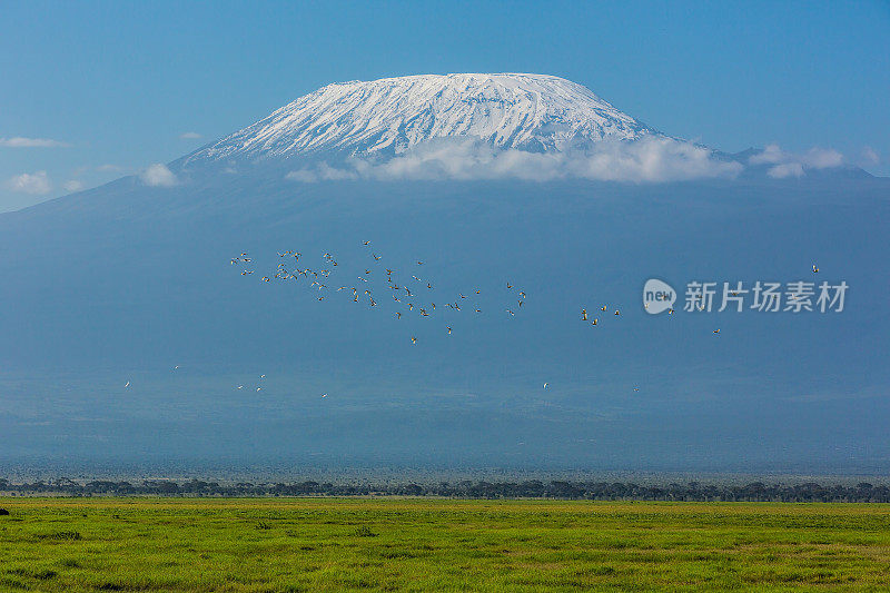 乞力马扎罗山的顶峰和鸟类