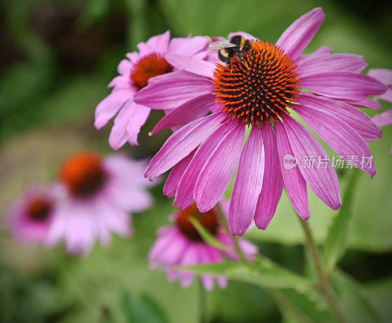 紫锥菊和大黄蜂
