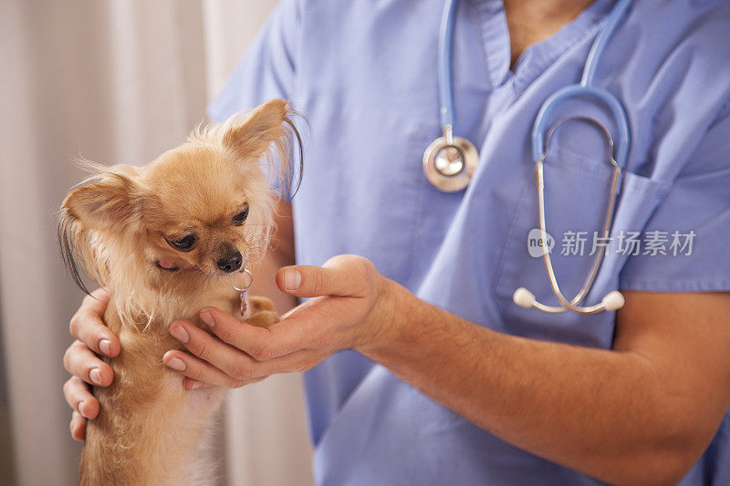 兽医抱着，在诊所检查吉娃娃狗。