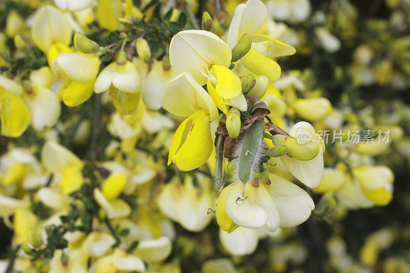 苏格兰金雀花，金雀花，金雀花