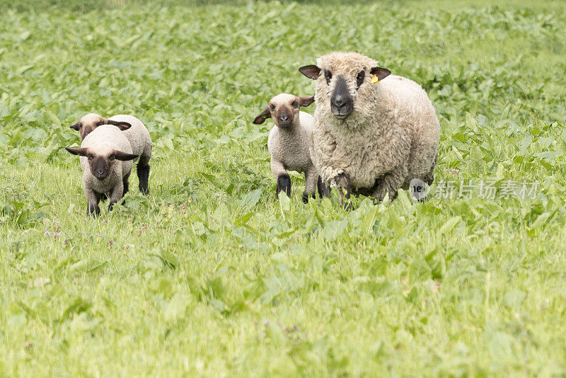 美丽诺母羊和三只小羊羔在绿色的田野里