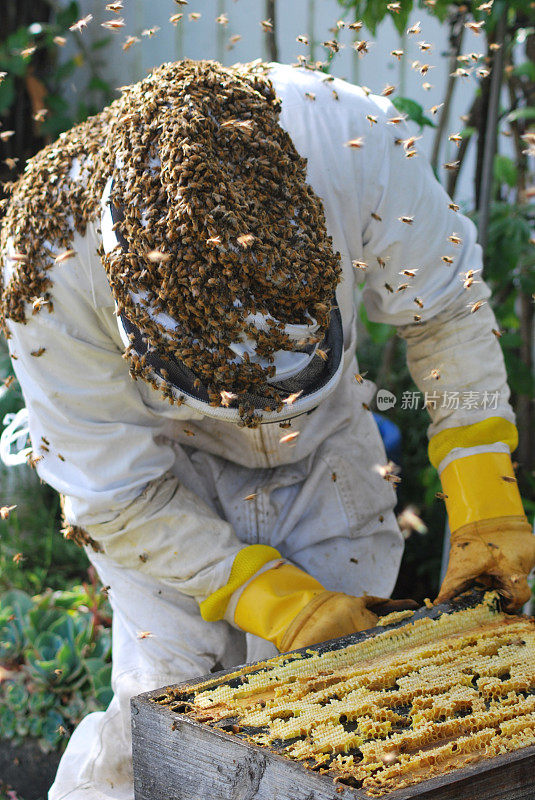养蜂人工作与蜂巢覆盖的蜜蜂