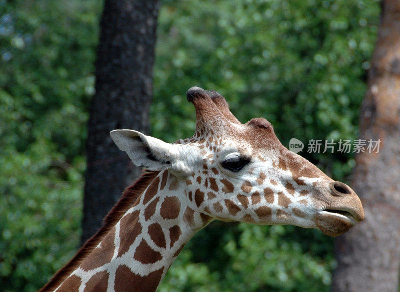 长颈鹿的头