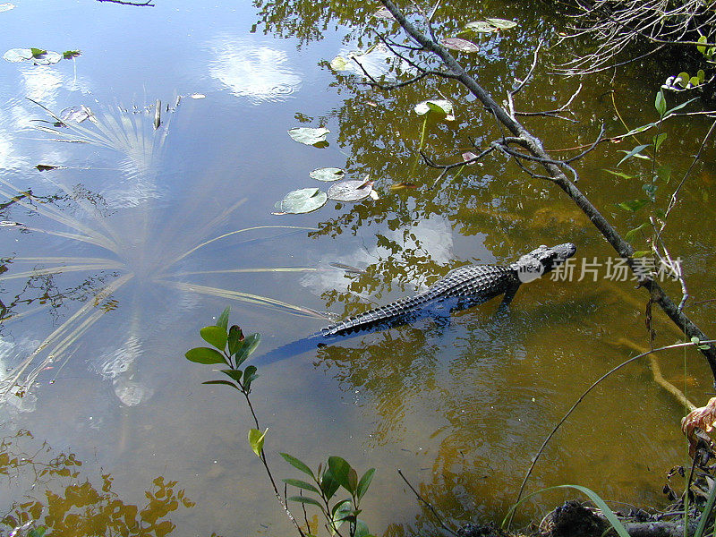 鳄鱼游泳