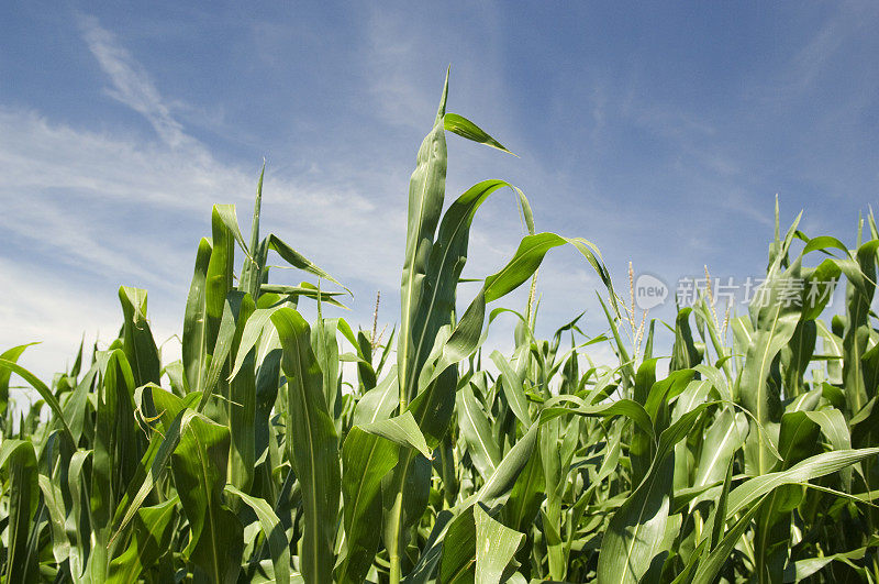 印第安玉米夏季景观