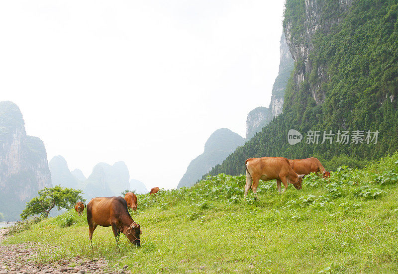 一小群棕色奶牛吃草